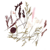 Mini-Trockenstrauß "Burgundy Queen" / 20 cm – Detailansicht 2 | ARTMIE