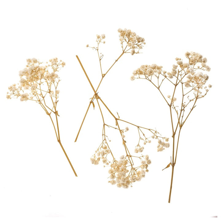 Schleierkraut natur / 4 Stiele, 20 cm – Detailansicht 2 | ARTMIE
