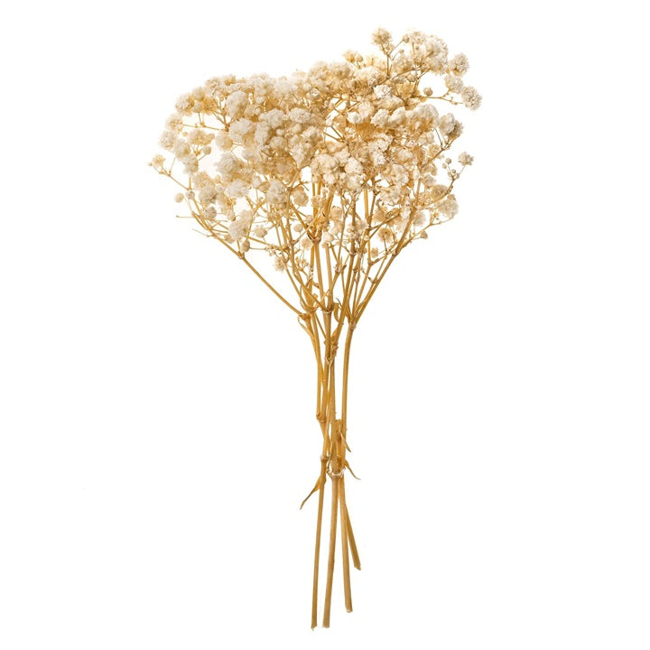 Schleierkraut natur / 4 Stiele, 20 cm | ARTMIE