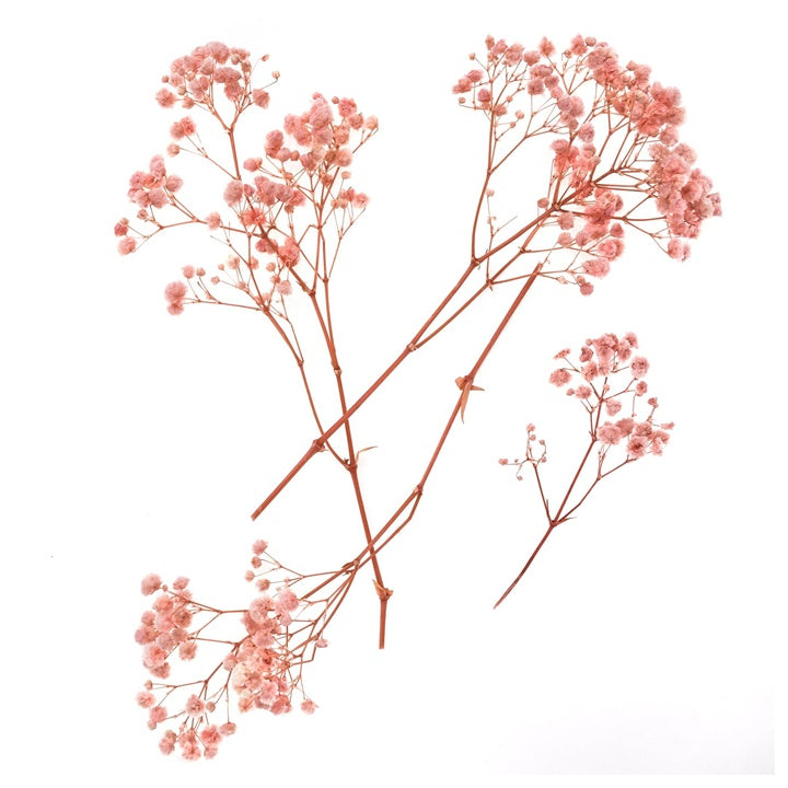 Hellrosa Schleierkraut - 4 Stiele, 20 cm – Detailansicht 2 | ARTMIE