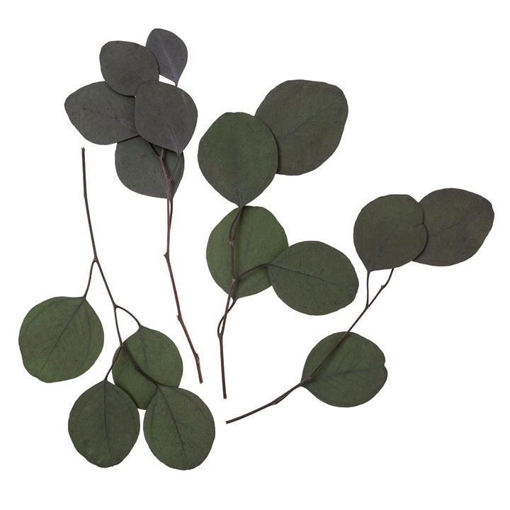 Stabilisierter Eukalyptus Populus - Grün / 4 Stämme, 20 cm – Detailansicht 2 | ARTMIE