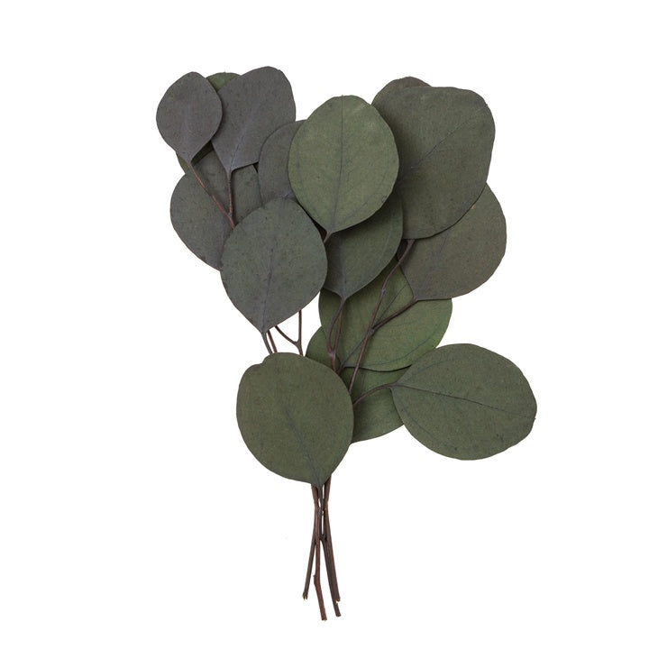 Stabilisierter Eukalyptus Populus - Grün / 4 Stämme, 20 cm | ARTMIE