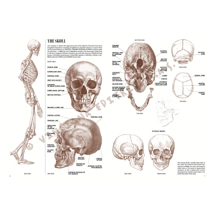 Sammlung Leonardo 04 Anatomie – Detailansicht 2 | ARTMIE
