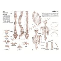 Sammlung Leonardo 04 Anatomie – Detailansicht 3 | ARTMIE