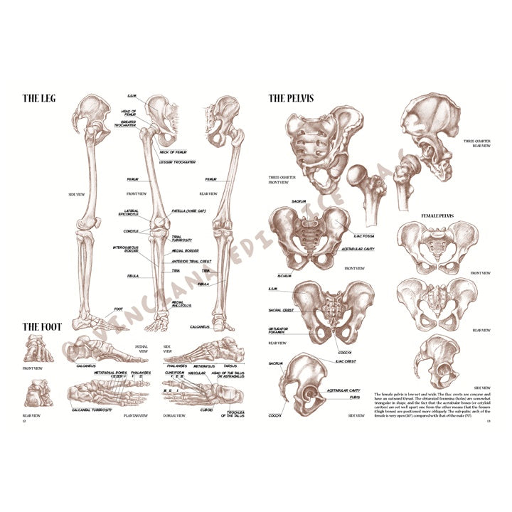 Sammlung Leonardo 04 Anatomie – Detailansicht 4 | ARTMIE