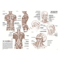 Sammlung Leonardo 04 Anatomie – Detailansicht 5 | ARTMIE