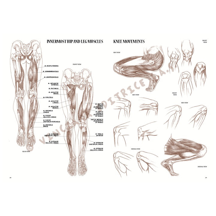 Sammlung Leonardo 04 Anatomie – Detailansicht 6 | ARTMIE