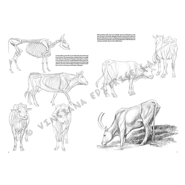 Leonardo Kollektion 13 - Tiere – Detailansicht 2 | ARTMIE