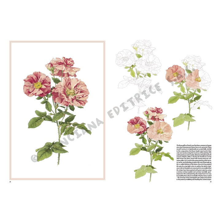 Leonardo Kollektion 42 Rosen – Detailansicht 7 | ARTMIE