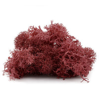 Islandmoos 12 g – Bordeaux