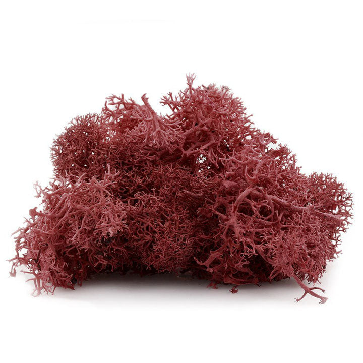 Islandmoos 12 g – Bordeaux