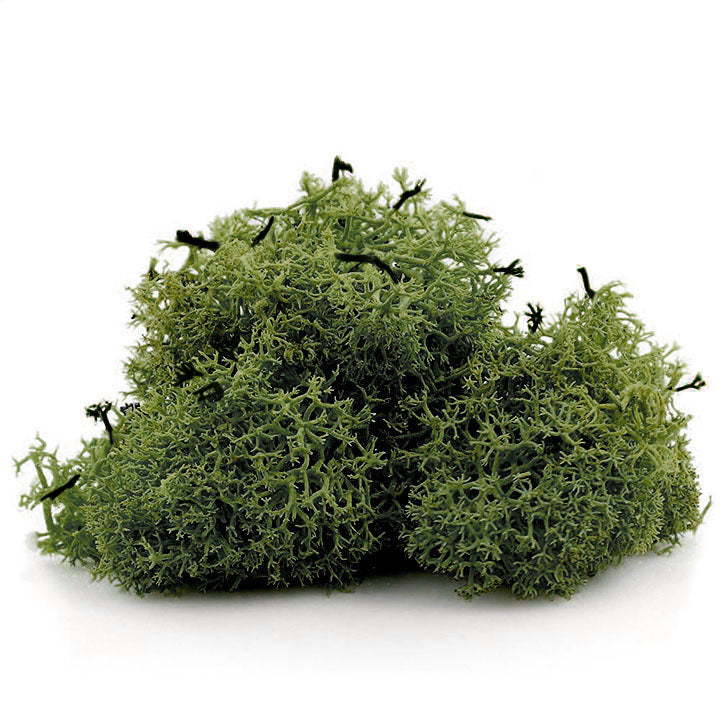 Islandmoos 12 g