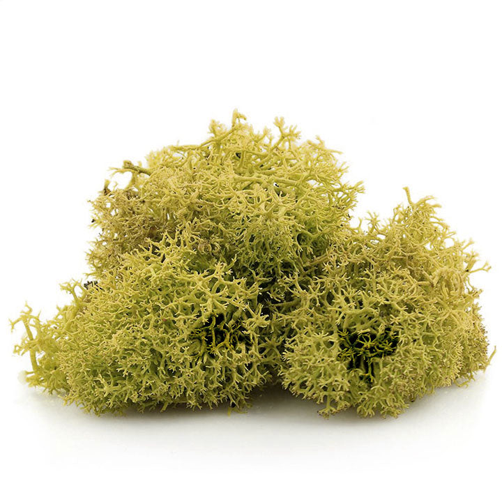 Islandmoos 12 g – Gelb