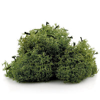 Islandmoos 12 g – Grün