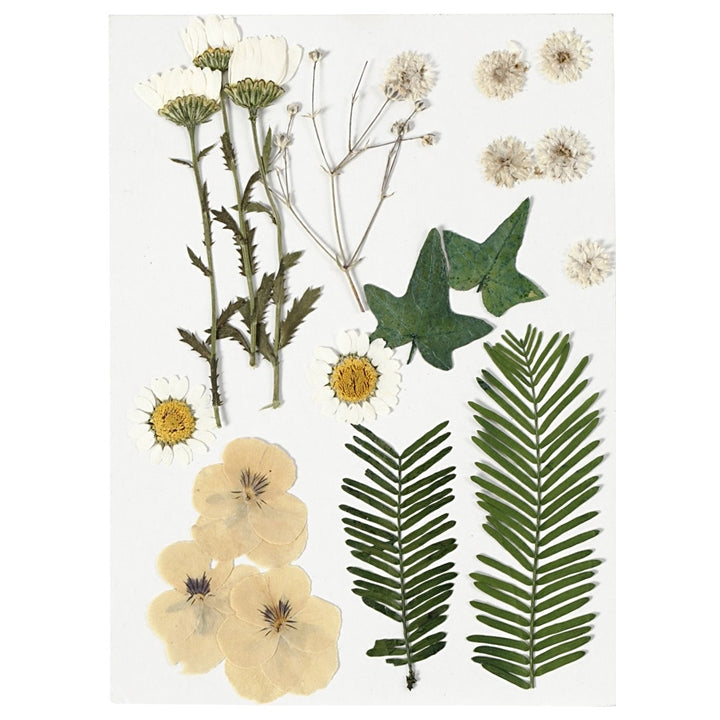 Gepresste Blumen und Blätter | verschiedene Varianten — Bild 4