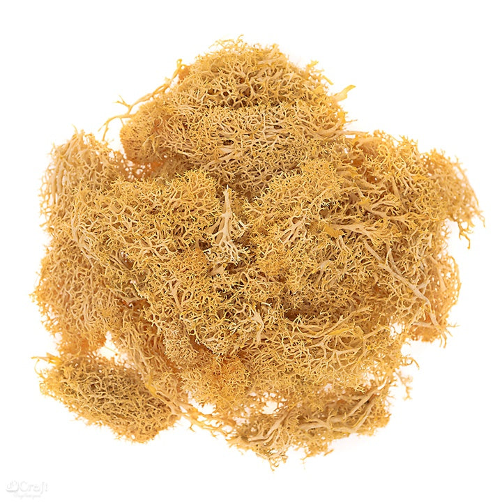 Natürliches Rentier-Moos 30 g | verschiedene Farben — Bild 5