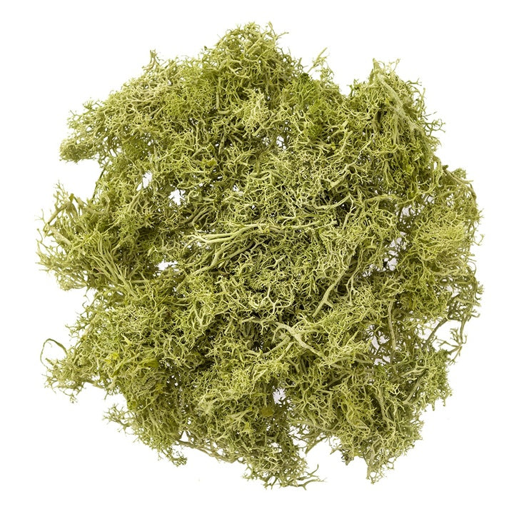 Natürliches Rentier-Moos 30 g | verschiedene Farben — Bild 7