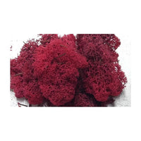 Stabilisiertes Islandmoos 500g | verschiedene Farben — Bild 2