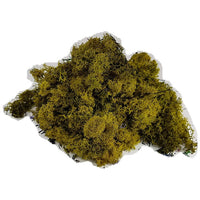 Stabilisiertes Islandmoos 500g | verschiedene Farben — Bild 3